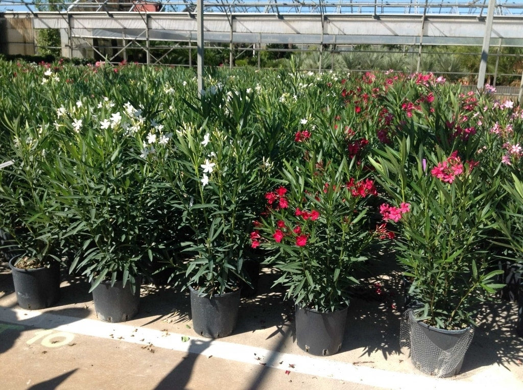  Witte Oleander (Nerium Oleander)