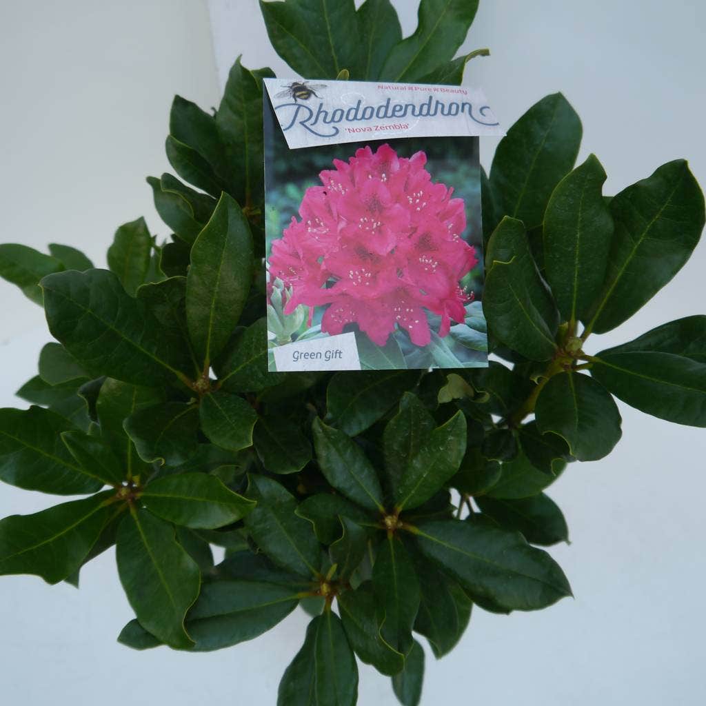 Rhododendron (Rhododendron 'Nova Zembla')