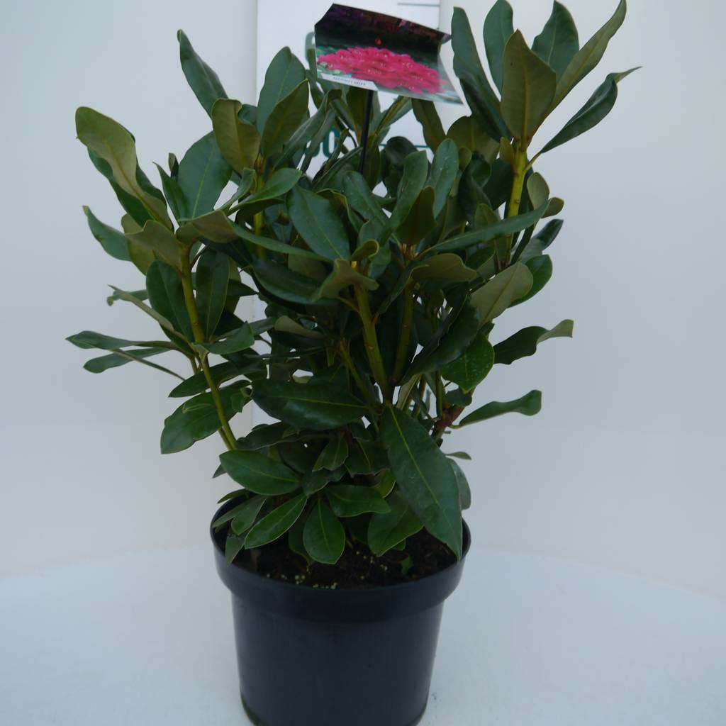  Rhododendron (Rhododendron 'Nova Zembla')
