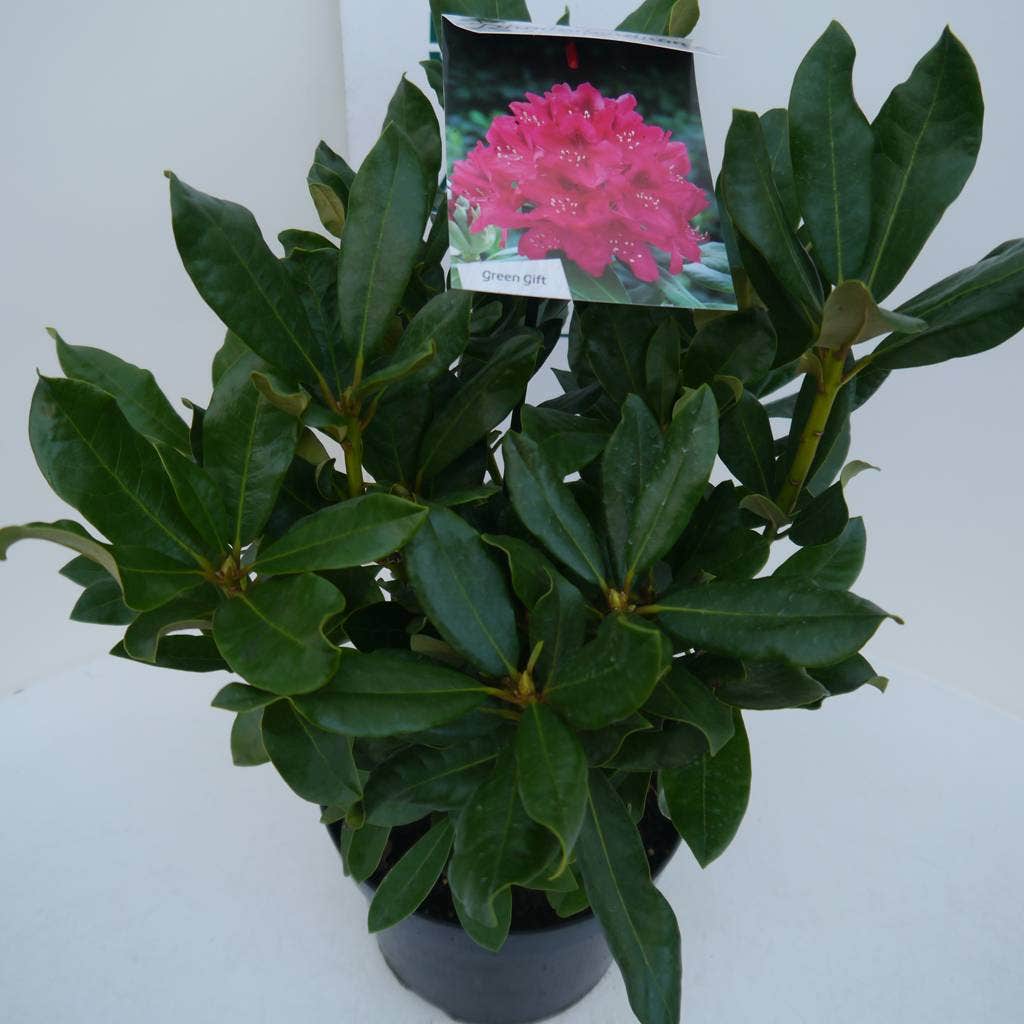  Rhododendron (Rhododendron 'Nova Zembla')