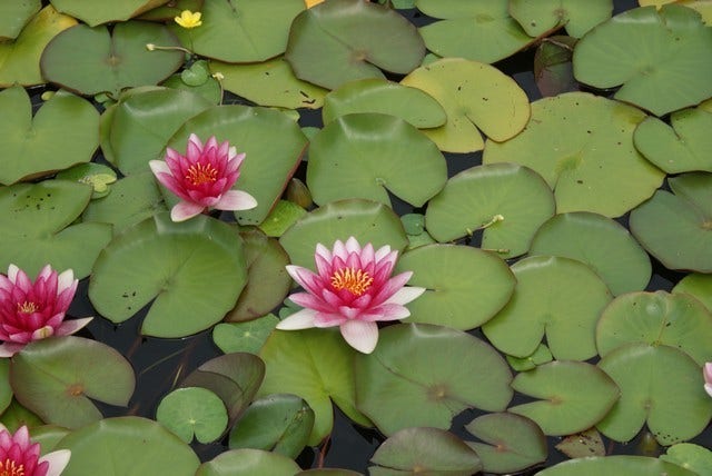  Waterlelie (Nymphaea 'Attraction')