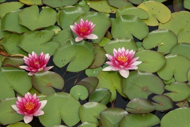  Waterlelie (Nymphaea 'Attraction')