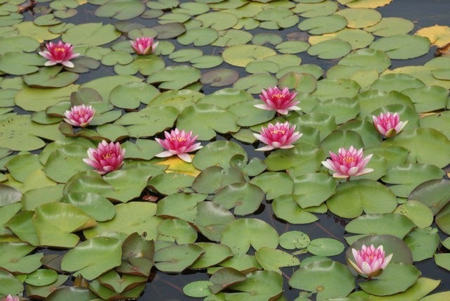  Waterlelie (Nymphaea 'Attraction')