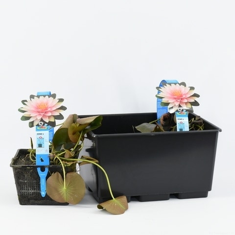  Waterlelie (Nymphaea 'Madame Wilfron Gonnere')