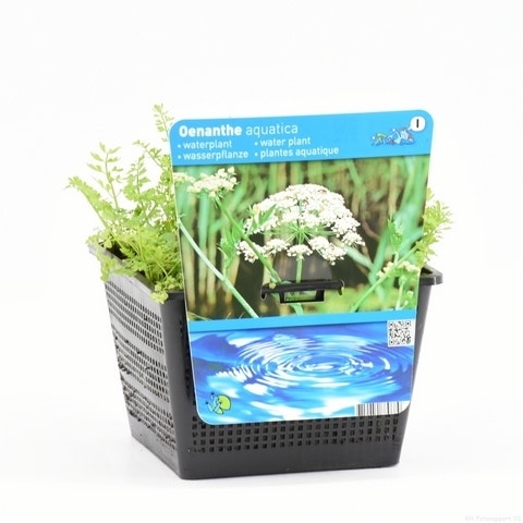  Watertorkruid (Oenanthe Aquatica)