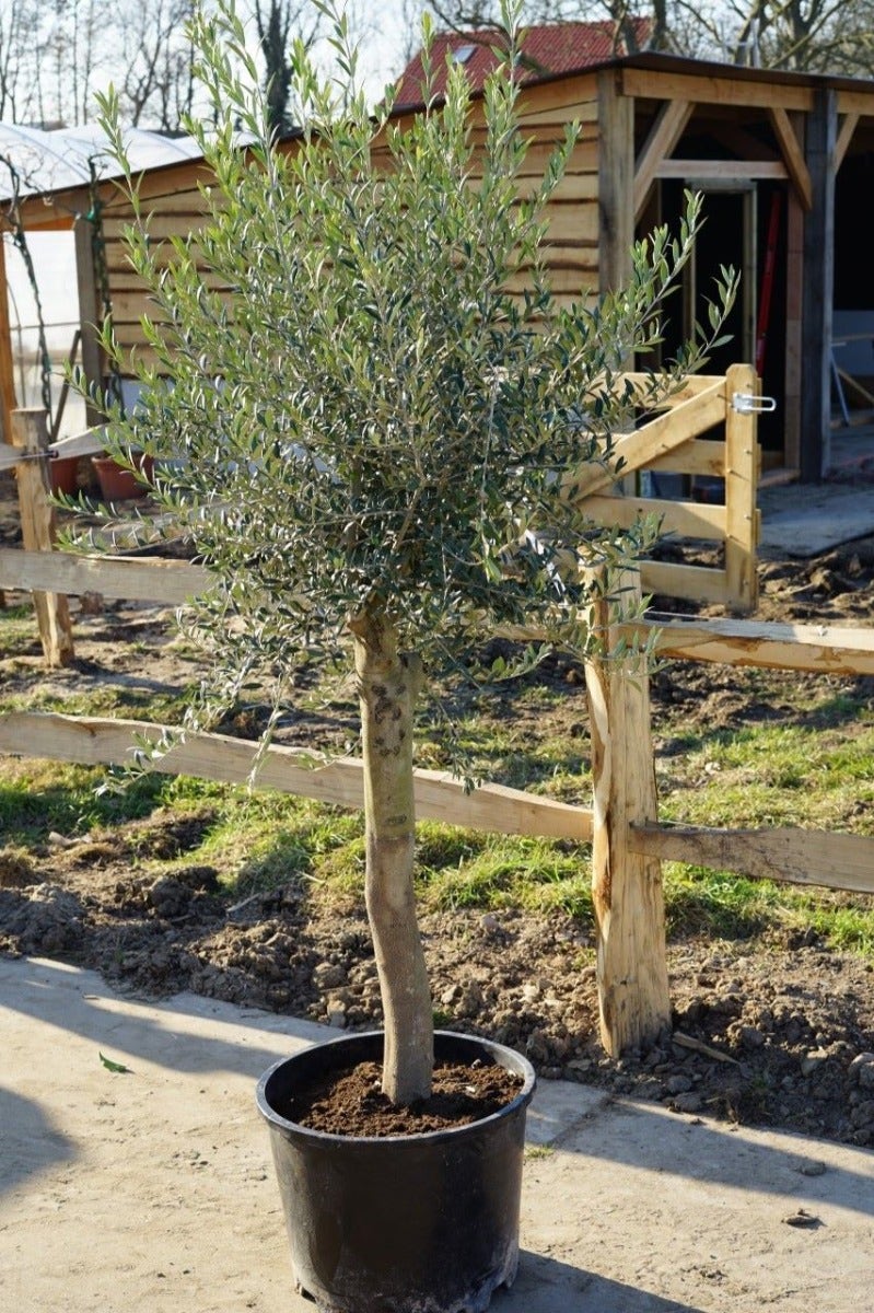  Olijfboom Als Solitair 25/30cm (Olea Europaea)