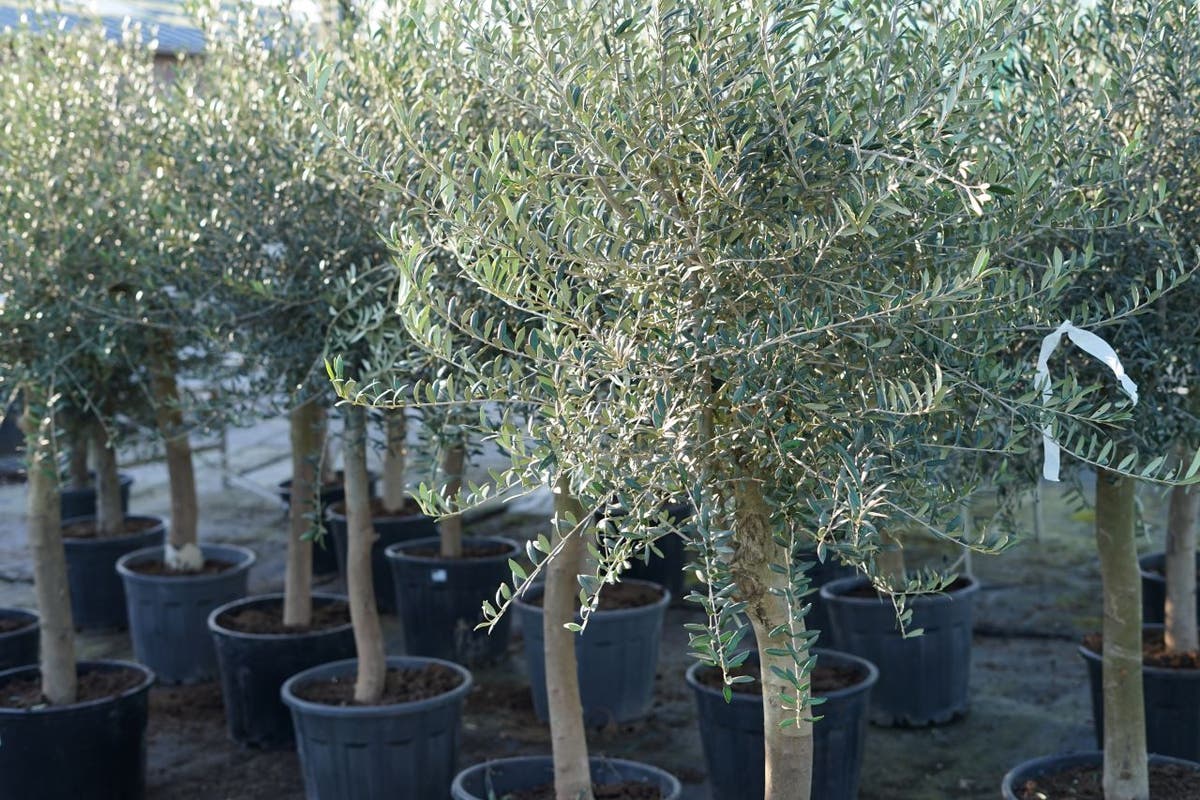  Olijfboom Als Solitair 25/30cm (Olea Europaea)