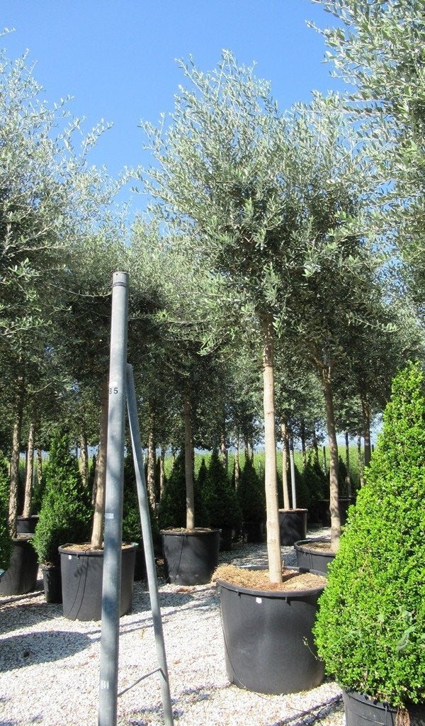  Olijfboom (Olea Europaea )