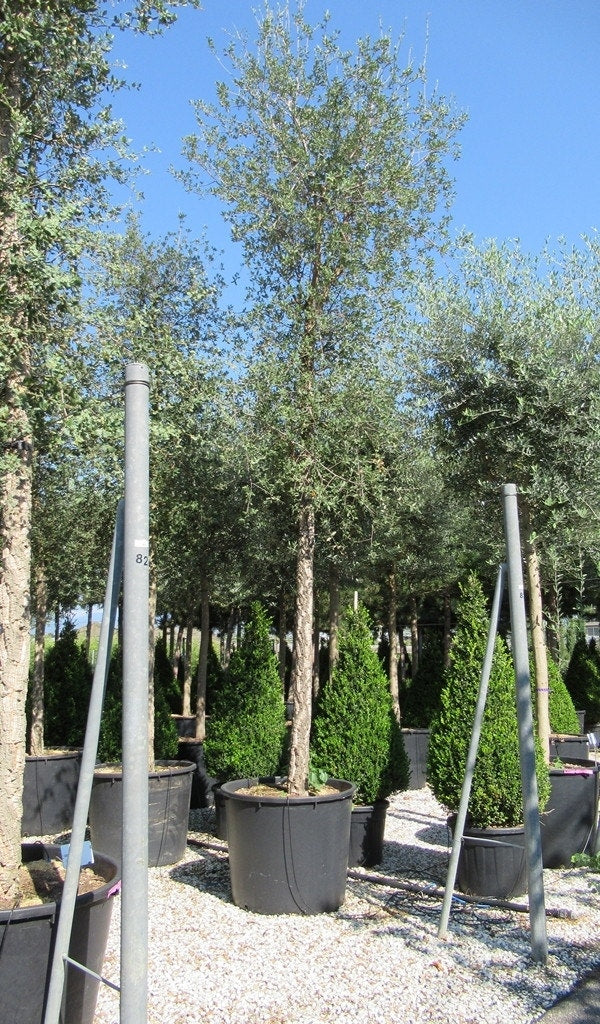  Olijfboom (Olea Europaea )
