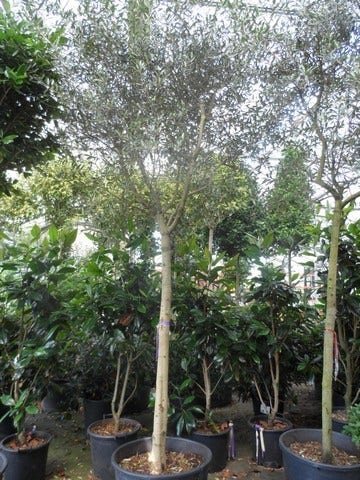  Olijfboom (Olea Europaea )