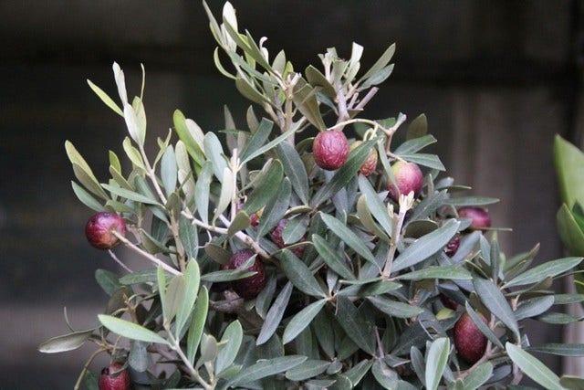  Olijf Als Struik (Olea Europaea)