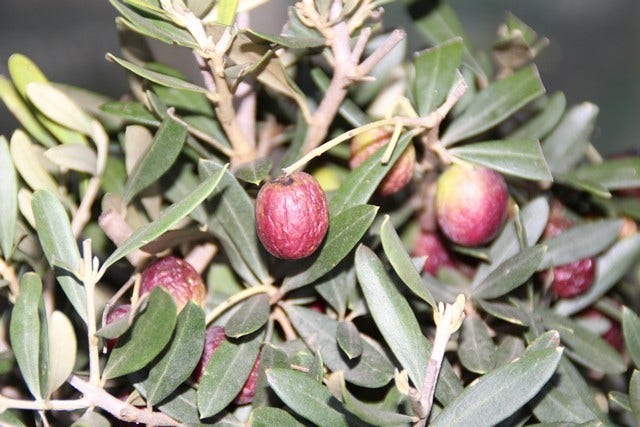  Olijf Als Struik (Olea Europaea)