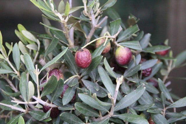  Olijf Als Struik (Olea Europaea)