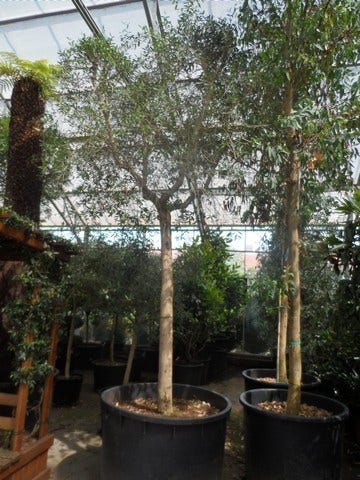  Olijfboom (Olea Europaea )