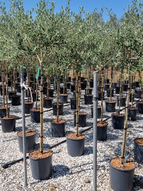  Olijf Als Halfstam (Olea Europaea 'leccino')