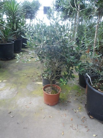  Olijf Als Struik (Olea Europaea)