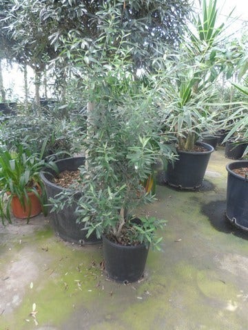  Olijf Als Struik (Olea Europaea)