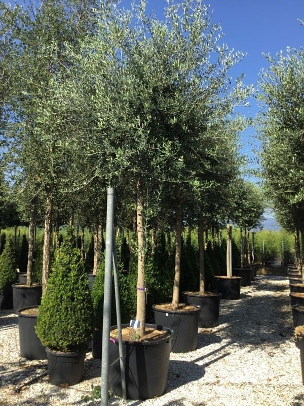  Olijfboom (Olea Europaea )