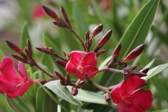  Rode Oleander (Nerium Oleander)