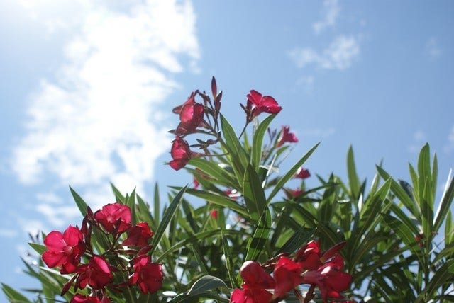  Rode Oleander (Nerium Oleander)