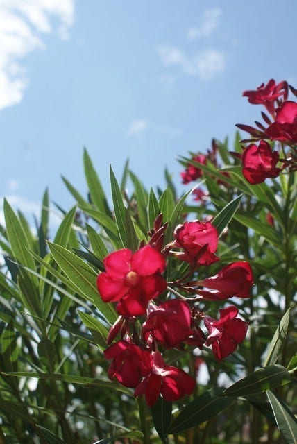  Rode Oleander (Nerium Oleander)