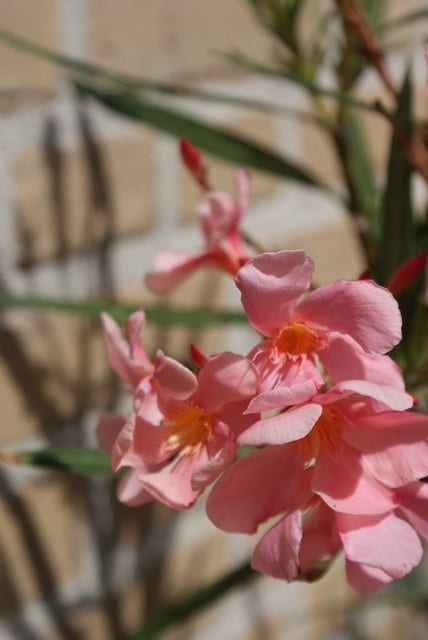  Roze Oleander (Nerium Oleander)