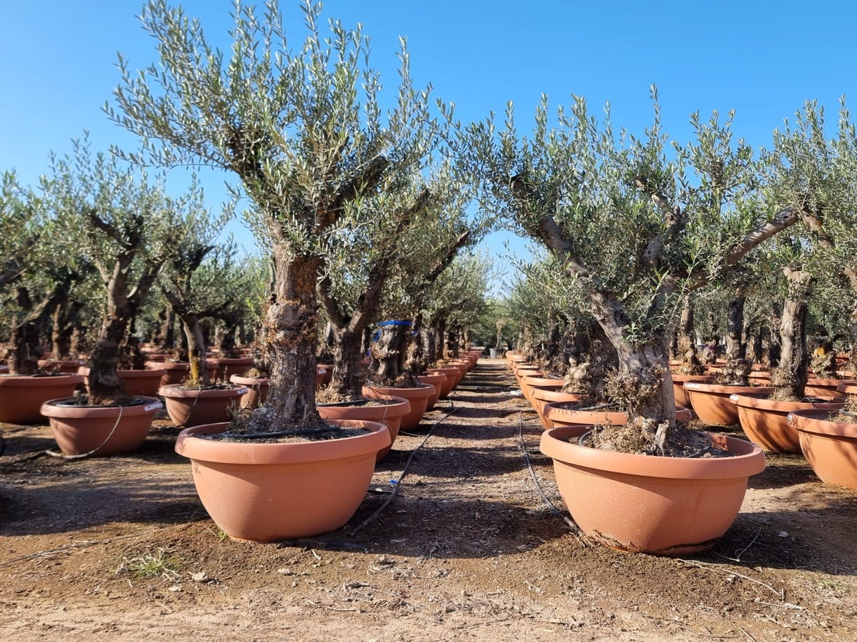  Olijfboom Oude Stam 50/60cm (Olea Europaea) Schaal