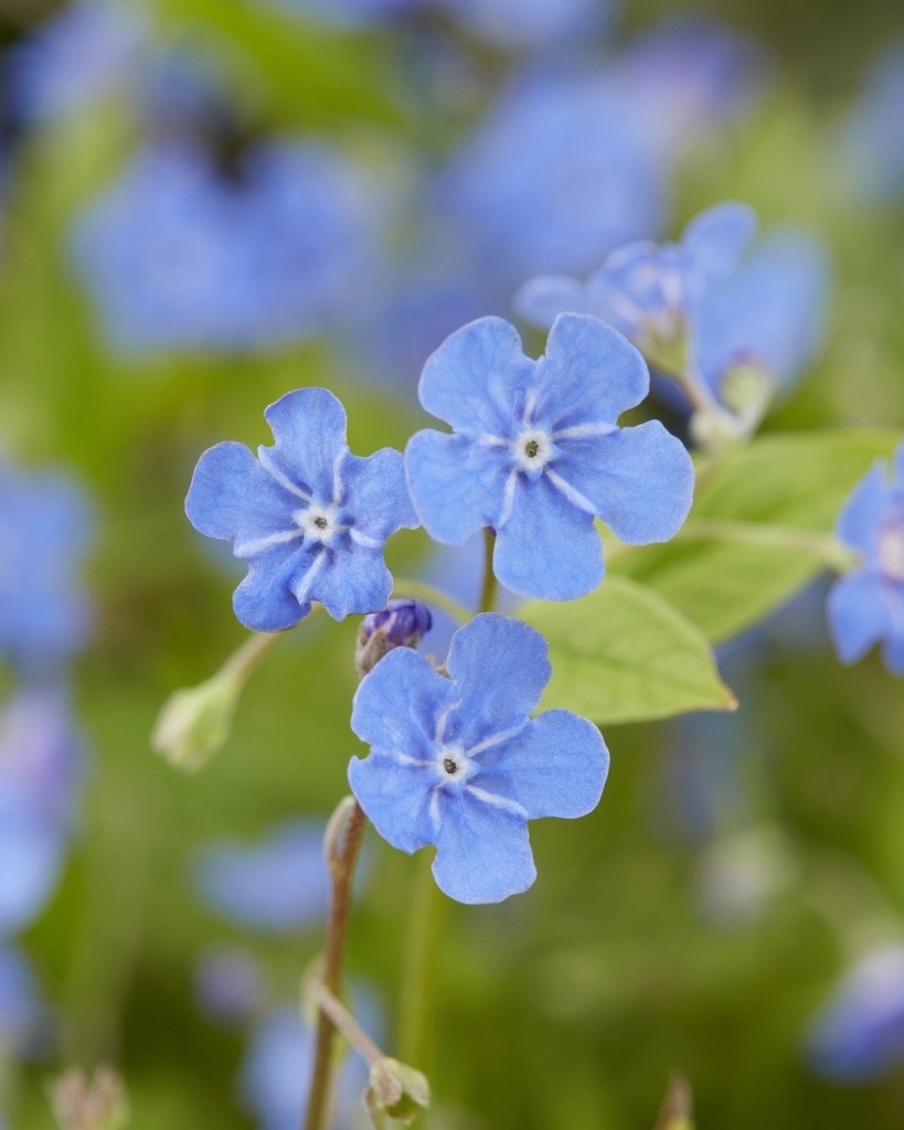  Amerikaans Vergeet-mij-nietje (Omphalodes Verna)