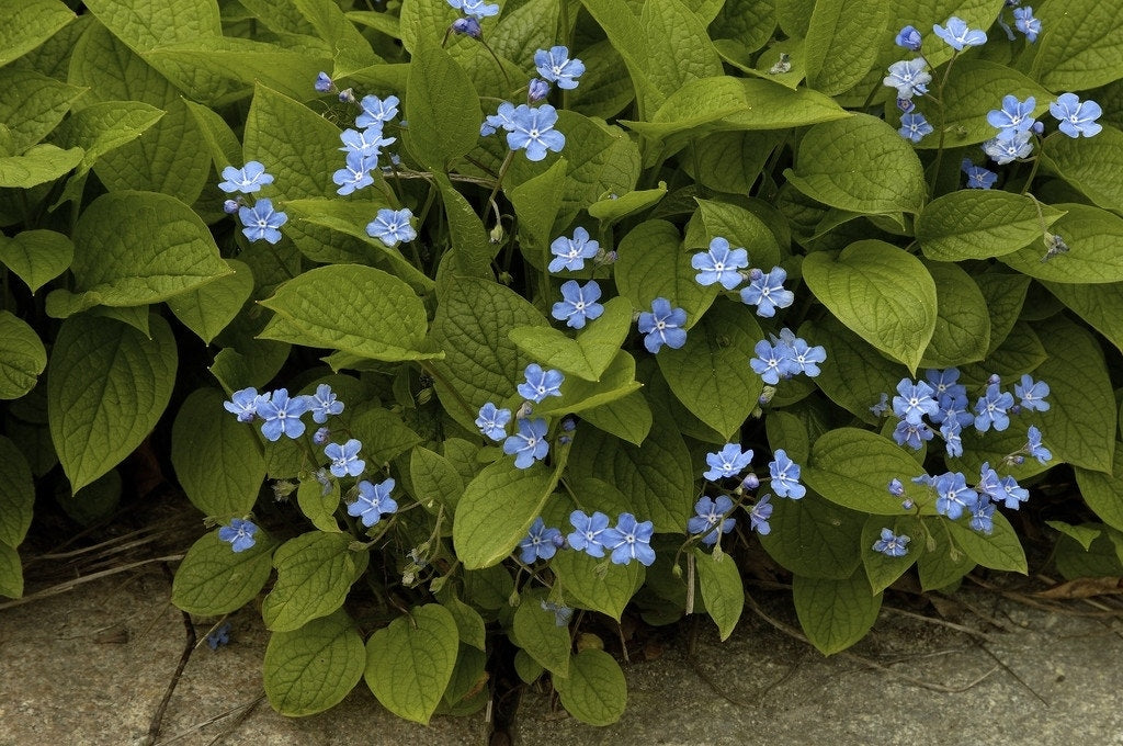  Amerikaans Vergeet-mij-nietje (Omphalodes Verna)