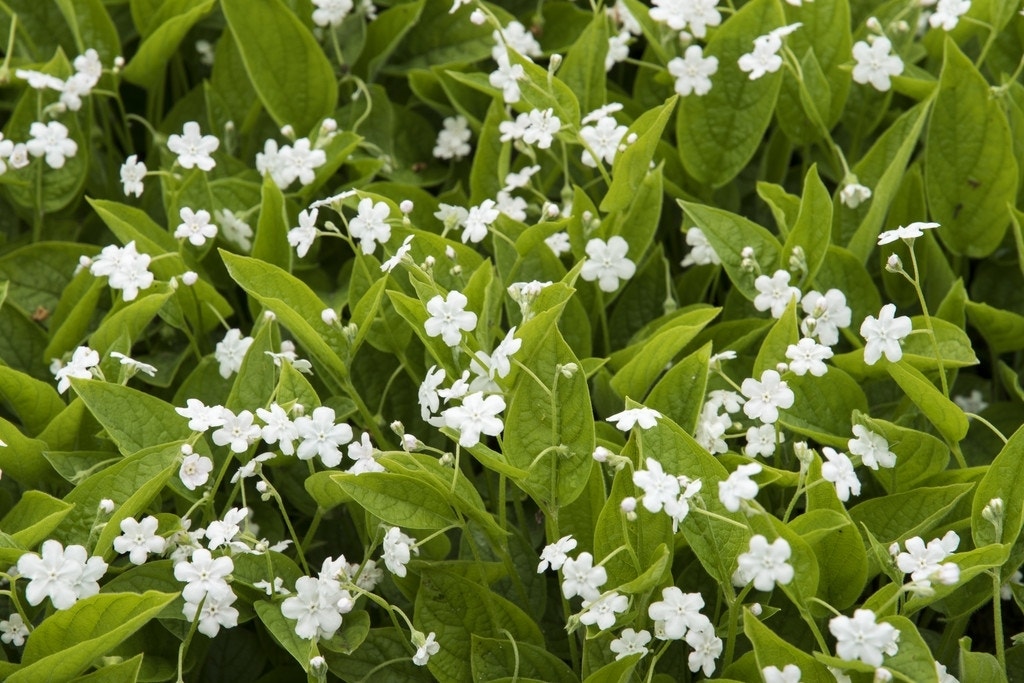  Amerikaans-vergeet-mij-nietje (Omphalodes Verna 'Alba')