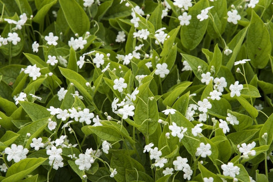  Amerikaans-vergeet-mij-nietje (Omphalodes Verna 'Alba')