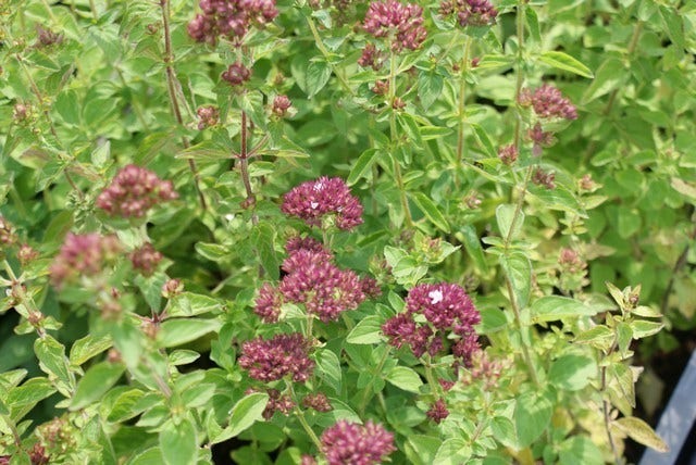  Wilde Marjolein (Origanum Vulgare)