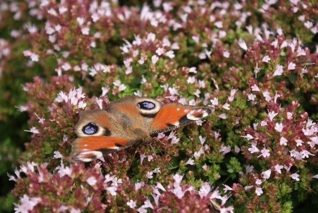  Wilde Marjolein (Origanum Vulgare)