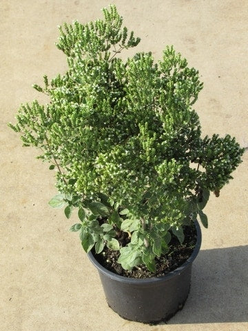  Wilde Marjolein (Origanum Vulgare)