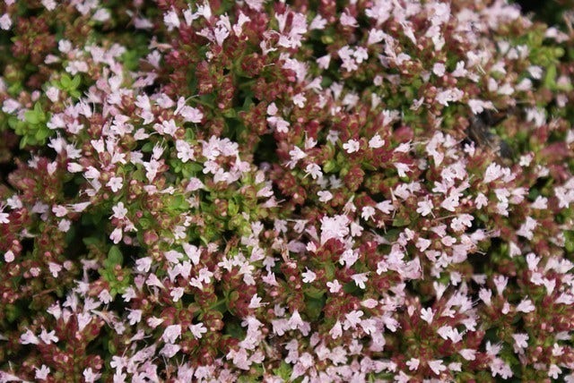  Wilde Marjolein (Origanum Vulgare)