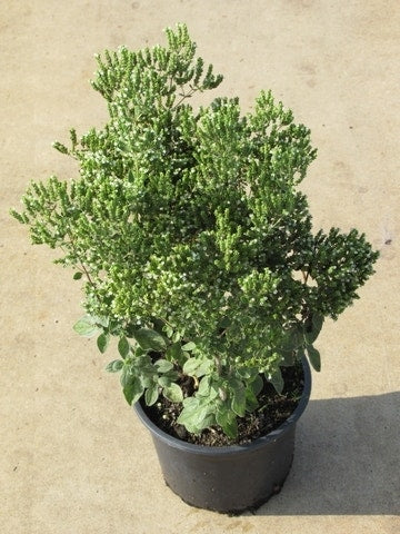  Wilde Marjolein (Origanum Vulgare)