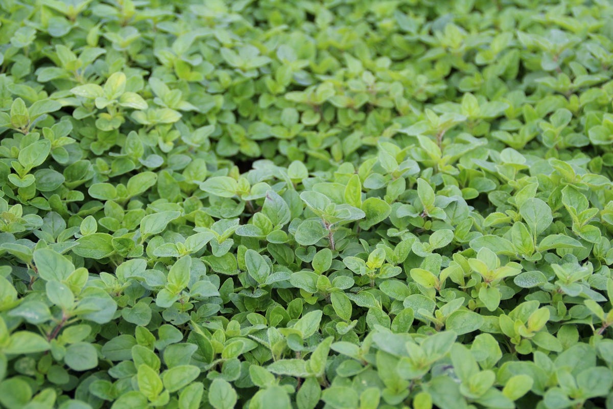  Wilde Marjolein (Origanum Vulgare)