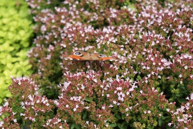  Wilde Marjolein (Origanum Vulgare)