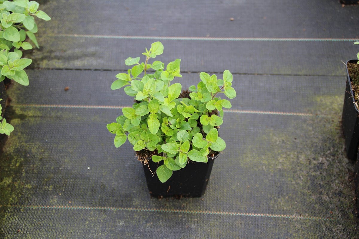  Wilde Marjolein (Origanum Vulgare)