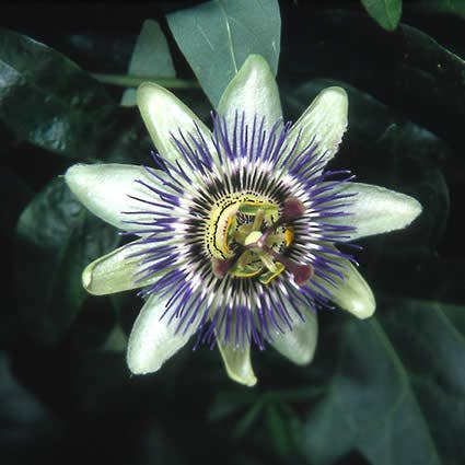  Passiebloem (Passiflora Caerulea)