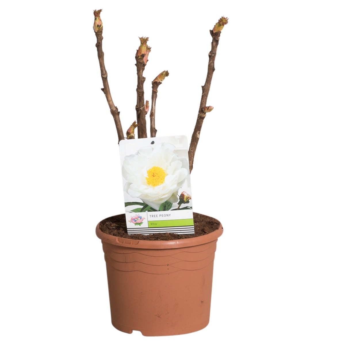  Witte Boompioen (Paeonia Suffruticosa)