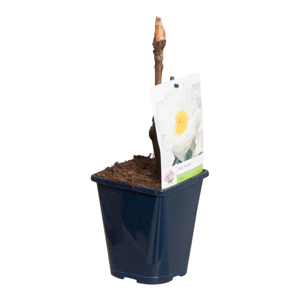  Witte Boompioen (Paeonia Suffruticosa)