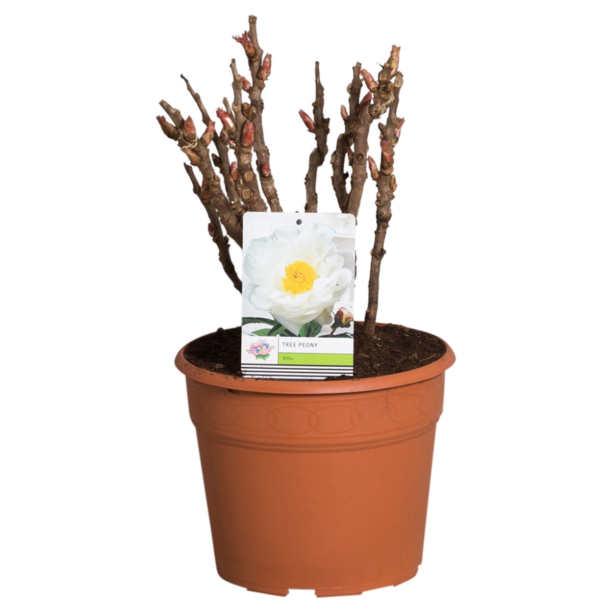 Witte Boompioen (Paeonia Suffruticosa)