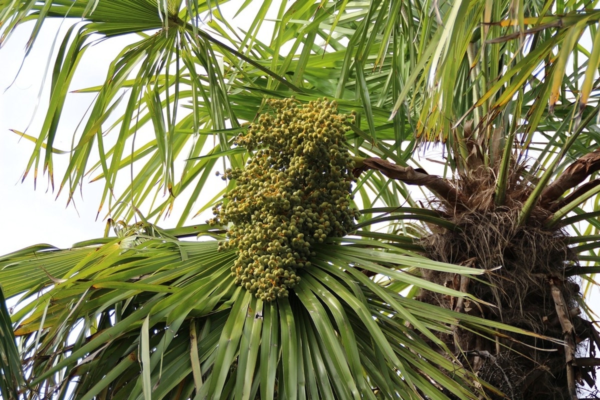  Winterharde Palm (Trachycarpus Fortunei)
