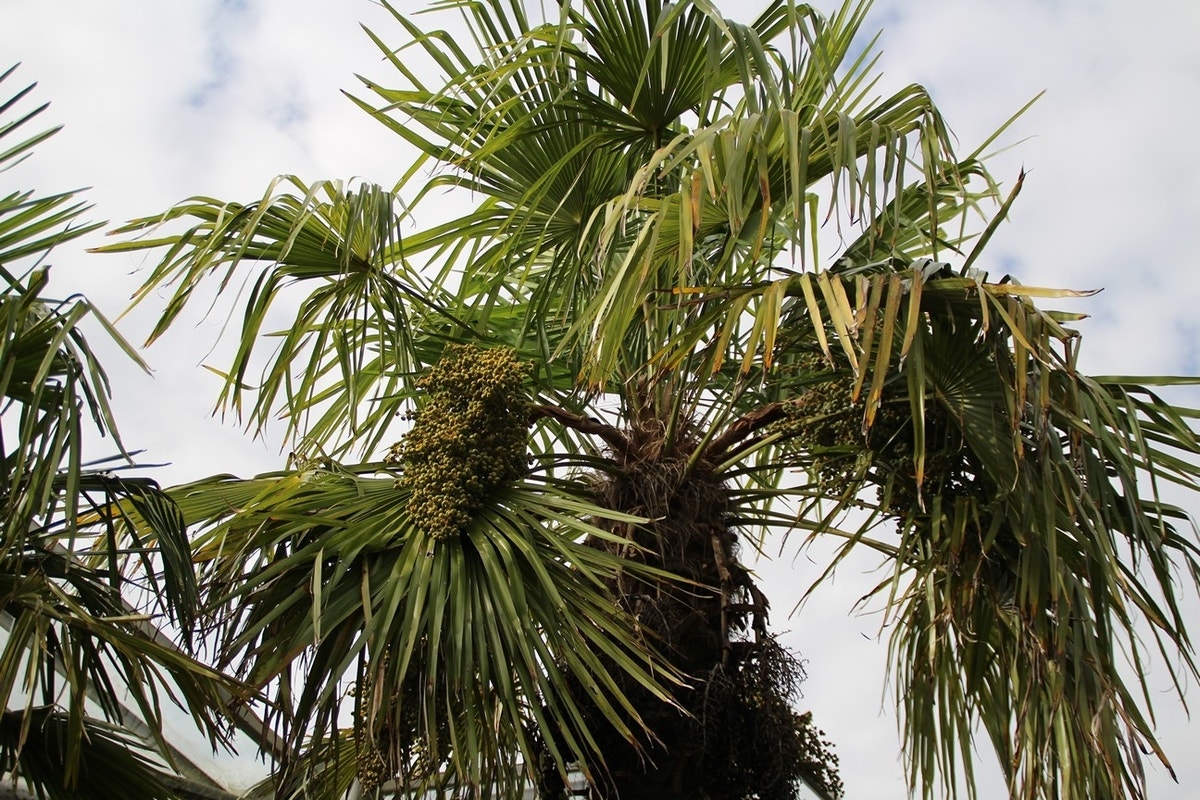  Winterharde Palm (Trachycarpus Fortunei)