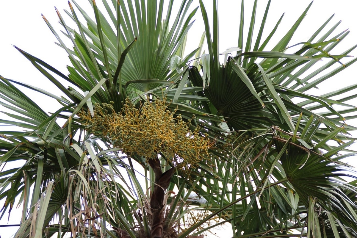  Winterharde Palm (Trachycarpus Fortunei)