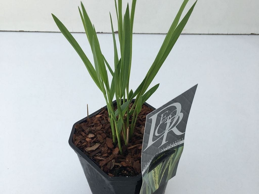 Vingergras (Panicum Virgatum 'Northwind')