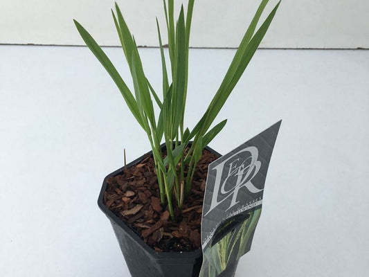  Vingergras (Panicum Virgatum 'Northwind')