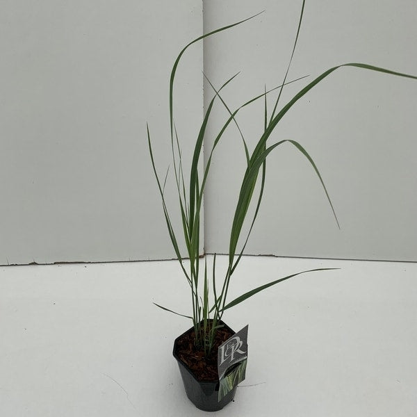  Vingergras (Panicum Virgatum 'Northwind')