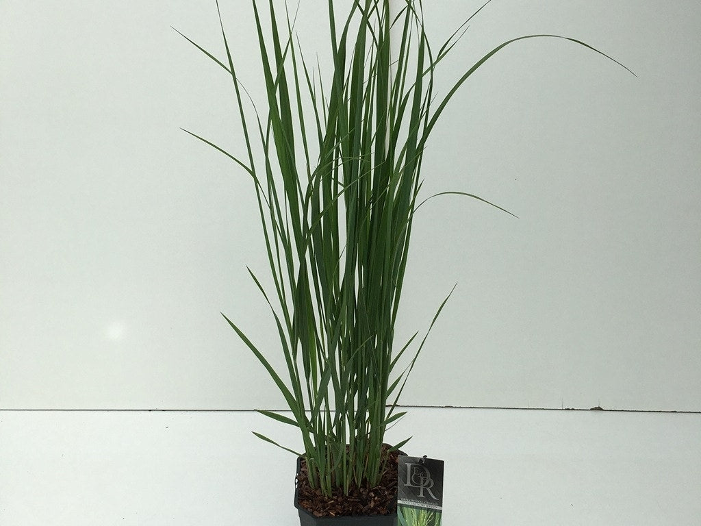  Vingergras (Panicum Virgatum 'Northwind')